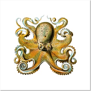 Golden brown octopus Posters and Art